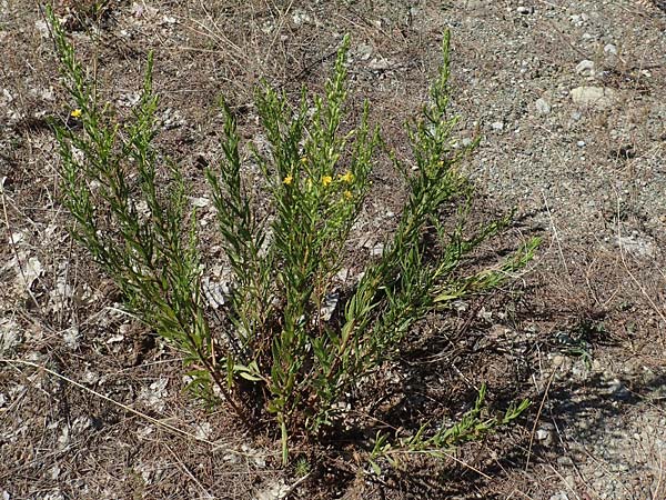 Dittrichia viscosa \ Klebriger Alant / Woody Fleabane, False Yellowhead, GR Euboea (Evia), Agia Anna 27.8.2017