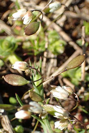 Draba verna agg. \ Frhlings-Hungerblmchen / Common Whitlowgrass, GR Parnitha 22.3.2019