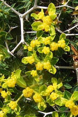 Euphorbia acanthothamnos \ Dornbusch-Wolfsmilch / Greek Spiny Spurge, GR Hymettos 2.4.2013