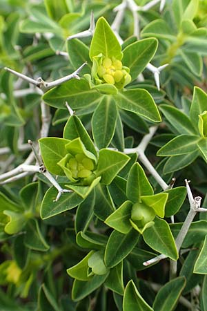 Euphorbia acanthothamnos \ Dornbusch-Wolfsmilch / Greek Spiny Spurge, GR Hymettos 20.3.2019
