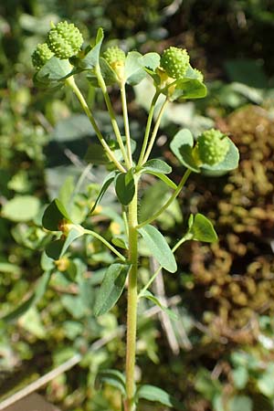 Euphorbia apios \ Wolfsmilch / Pear-Rooted Spurge, GR Hymettos 23.3.2019