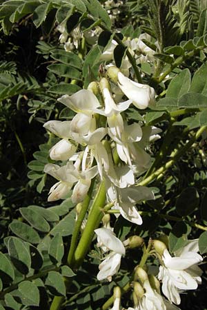 Astragalus lusitanicus subsp. orientalis \ Orientalischer Strauch-Tragant / Milk-Vetch, GR Peloponnes, Andritsena 28.3.2013