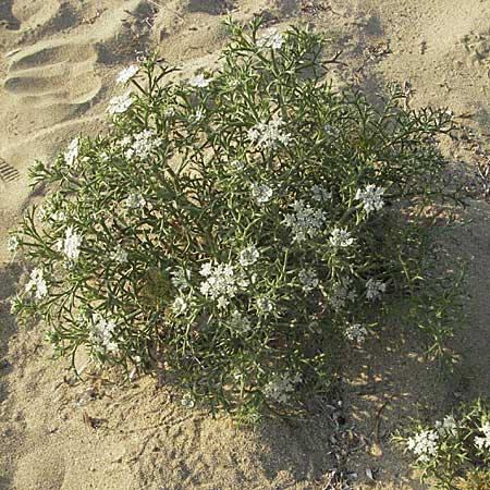 Echinophora spinosa \ Starre Stacheldolde / Prickly Samphire, Sea Parsnip, GR Parga 24.8.2007