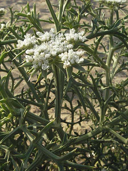 Echinophora spinosa / Prickly Samphire, Sea Parsnip, GR Parga 24.8.2007