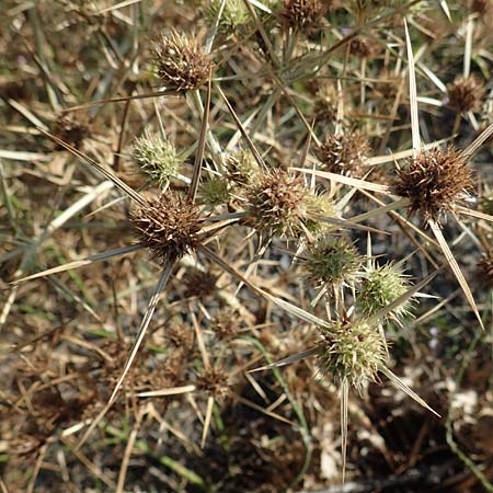 Eryngium creticum \ Kretische Mannstreu / Cretan Eryngo, GR Euboea (Evia), Drimona 30.8.2017