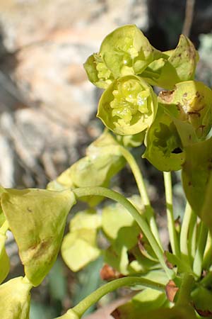 Euphorbia characias \ Palisaden-Wolfsmilch, GR Parnitha 22.3.2019