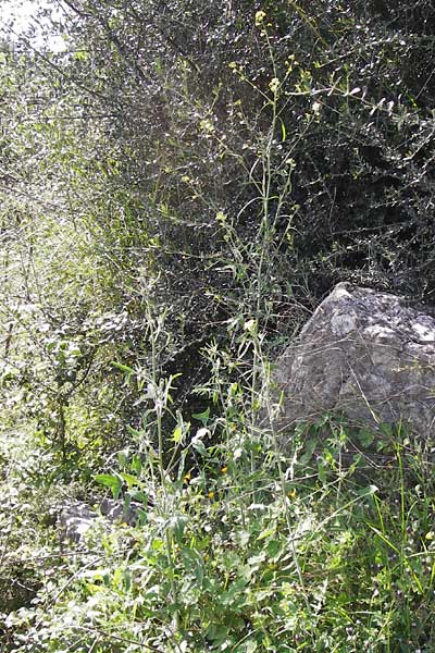 Erysimum graecum \ Griechischer Schterich / Greek Treacle Mustard, GR Peloponnes, Figalia 29.3.2013