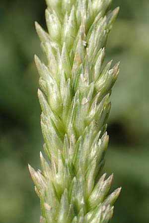 Eleusine indica \ Fingerhirse, Korakan / Indian Goose-Grass, Wire-Grass, GR Euboea (Evia), Neos Pirgos 29.8.2017