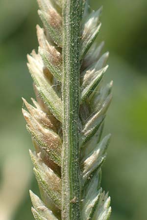 Eleusine indica \ Fingerhirse, Korakan / Indian Goose-Grass, Wire-Grass, GR Euboea (Evia), Neos Pirgos 29.8.2017