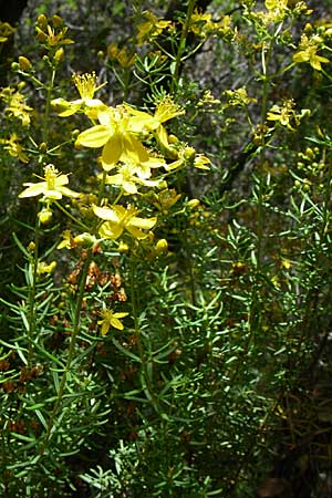 Hypericum empetrifolium / Crowberry-Leaved St. John's-Wort, GR Hymettos 20.5.2008