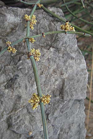 Ephedra distachya \ Gewhnliches Meertrubel / Joint Pine, GR Nauplia/Nafplion 3.9.2007