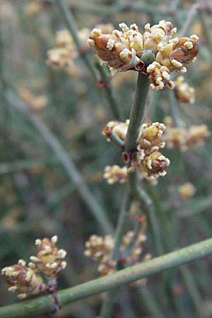 Ephedra distachya \ Gewhnliches Meertrubel, GR Nauplia 3.9.2007