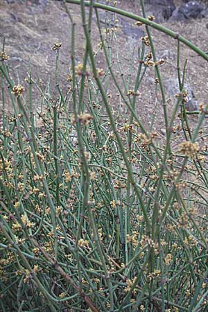 Ephedra distachya \ Gewhnliches Meertrubel, GR Nauplia 3.9.2007