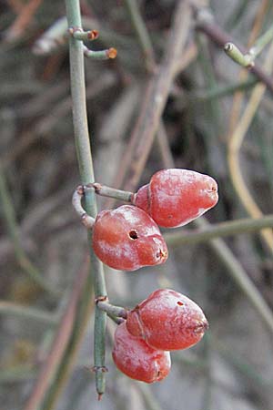 Ephedra distachya \ Gewhnliches Meertrubel / Joint Pine, GR Nauplia/Nafplion 3.9.2007