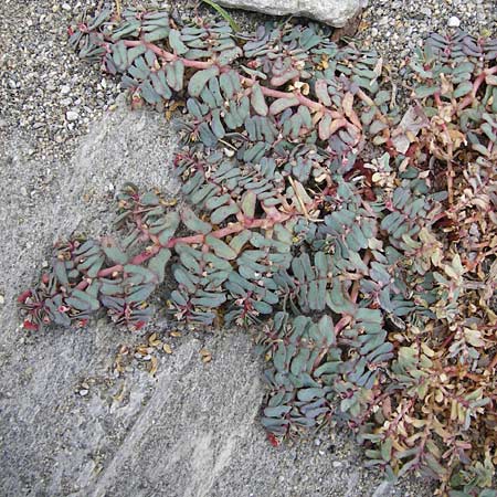 Chamaesyce peplis \ Sumpfquendel-Wolfsmilch / Purple Spurge, GR Euboea (Evia), Kalianou 29.8.2014