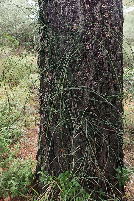 Ephedra foeminea \ Stinkendes Meertrubel, Krummstiel-Meertrubel, GR Athen, Mount Egaleo 10.4.2019