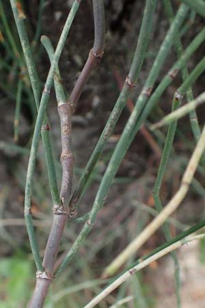 Ephedra foeminea \ Stinkendes Meertrubel, Krummstiel-Meertrubel, GR Athen, Mount Egaleo 10.4.2019