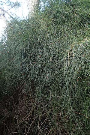 Ephedra foeminea / Leafless Joint Pine, GR Athen 10.4.2019