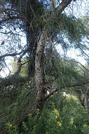 Ephedra foeminea \ Stinkendes Meertrubel, Krummstiel-Meertrubel, GR Athen 10.4.2019