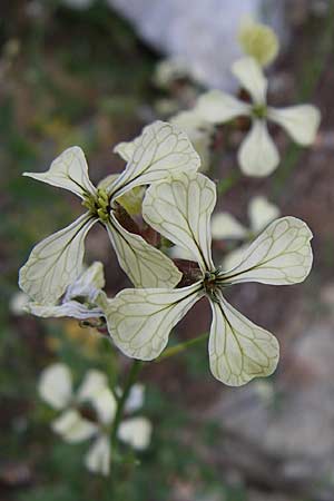 Eruca vesicaria / Garden Rocket, GR Hymettos 20.5.2008