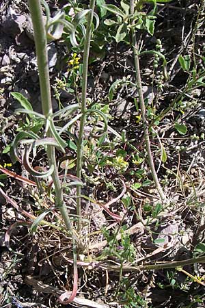 Erysimum graecum \ Griechischer Schterich / Greek Treacle Mustard, GR Parnitha 22.5.2008