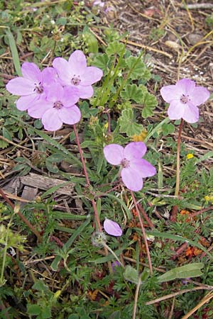 Erodium cicutarium \ Gewhnlicher Reiherschnabel, GR Peloponnes, Strofilia-Wald bei Kalogria 27.3.2013