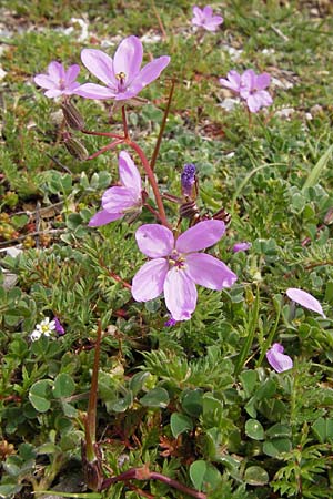 Erodium cicutarium \ Gewhnlicher Reiherschnabel / Common Crane's-Bill, Philary, GR Peloponnes, Apollon Tempel von Bassae / Peloponnese, Apollon Temple of Bassae 29.3.2013