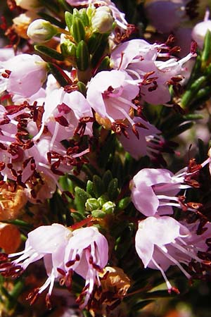 Erica manipuliflora \ Quirlblttrige Heide / Autumn-flowering Heath, GR Euboea (Evia), Karistos 28.8.2014