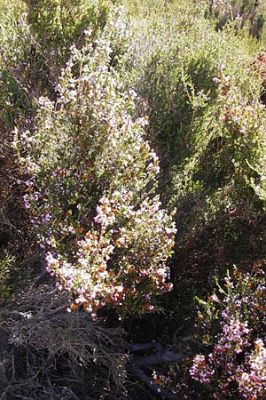 Erica manipuliflora \ Quirlblttrige Heide / Autumn-flowering Heath, GR Euboea (Evia), Karistos 28.8.2014