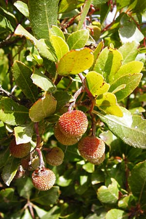 Arbutus unedo \ Westlicher Erdbeerbaum / Strawberry Tree, GR Euboea (Evia), Styra 31.8.2014
