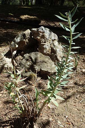 Euphorbia rigida \ Steife Wolfsmilch, Zweidrsen-Wolfsmilch / Rigid Spurge, GR Athen, Mount Egaleo 10.4.2019