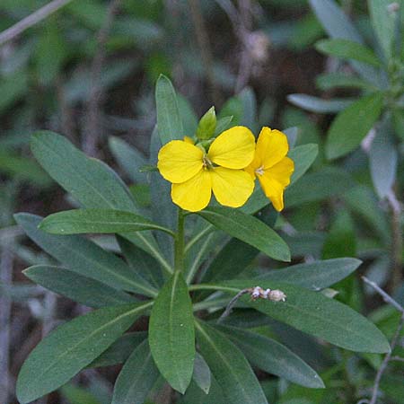 Erysimum corinthium \ Korinther Schterich / Corinth Treacle Mustard, GR Akrokorinth 21.12.2014 (Photo: Gisela Nikolopoulou)