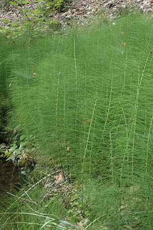 Equisetum telmateia \ Riesen-Schachtelhalm / Great Horsetail, GR Euboea (Evia), Istiea 30.8.2017