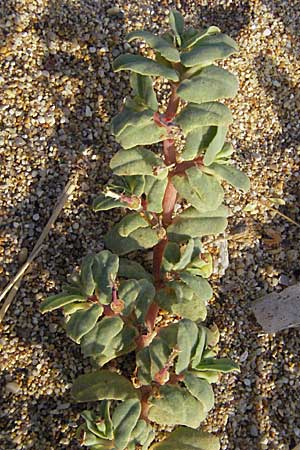 Chamaesyce peplis \ Sumpfquendel-Wolfsmilch / Purple Spurge, GR Parga 24.8.2007