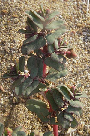 Chamaesyce peplis \ Sumpfquendel-Wolfsmilch / Purple Spurge, GR Parga 24.8.2007