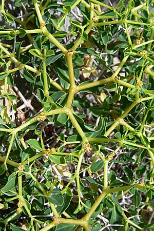 Euphorbia acanthothamnos \ Dornbusch-Wolfsmilch / Greek Spiny Spurge, GR Hymettos 20.5.2008