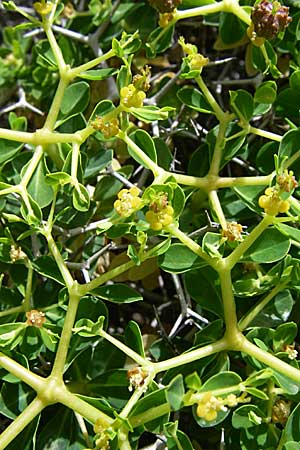 Euphorbia acanthothamnos / Greek Spiny Spurge, GR Hymettos 20.5.2008