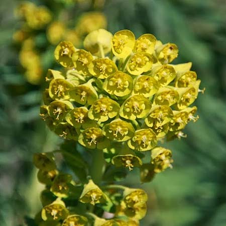 Euphorbia characias \ Palisaden-Wolfsmilch / Large Mediterranean Spurge, GR Akrokorinth 18.1.2011 (Photo: Gisela Nikolopoulou)