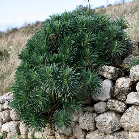 Euphorbia characias \ Palisaden-Wolfsmilch / Large Mediterranean Spurge, GR Akrokorinth 17.11.2013 (Photo: Gisela Nikolopoulou)