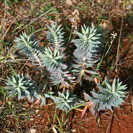 Euphorbia rigida \ Steife Wolfsmilch, Zweidrsen-Wolfsmilch / Rigid Spurge, GR Chiliomodi 10.11.2010 (Photo: Gisela Nikolopoulou)