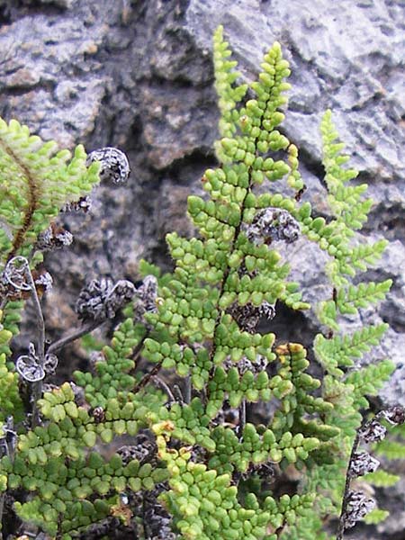 Oeosporangium pteridioides subsp. acrosticum \ Mauer-Pelzfarn, Mauer-Lippenfarn / Lip Fern, GR Igoumenitsa 13.5.2008