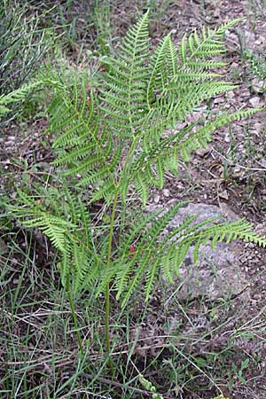 Pteridium pinetorum \ Kiefernwald-Adlerfarn, Nrdlicher Adlerfarn / Pinewood Bracken, GR Igoumenitsa 13.5.2008