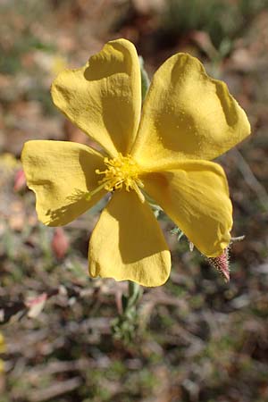 Fumana arabica \ Zwerg-Nadelrschen / Mediterranean Sun-Rose, GR Hymettos 23.3.2019