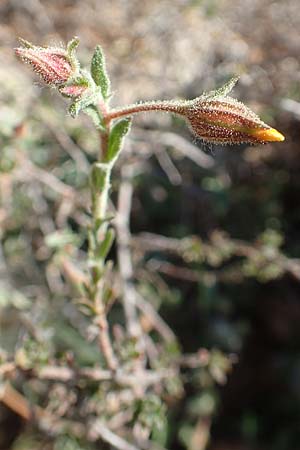 Fumana arabica \ Zwerg-Nadelrschen / Mediterranean Sun-Rose, GR Hymettos 23.3.2019