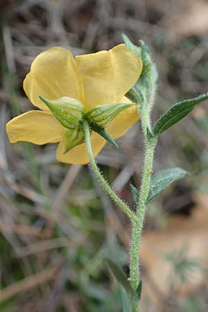 Fumana arabica \ Zwerg-Nadelrschen / Mediterranean Sun-Rose, GR Athen, Mount Egaleo 10.4.2019