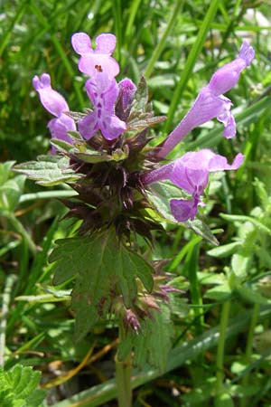 Lamium bifidum \ Zweispaltige Taubnessel, Balkan-Taubnessel / Balkan Dead-Nettle, GR Timfi 17.5.2008