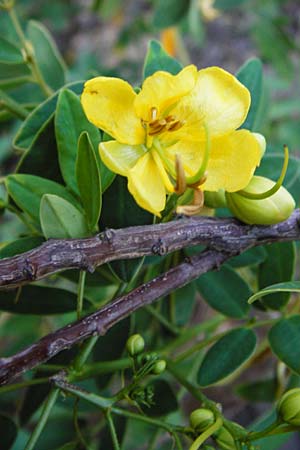 Senna corymbosa \ Gewrzrinde, Kassie, GR Athen 5.9.2014