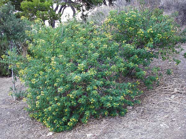 Senna corymbosa \ Gewrzrinde, Kassie, GR Athen 5.9.2014