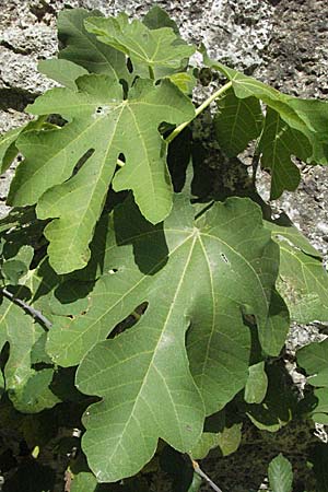 Ficus carica / Fig, GR Parga 24.8.2007