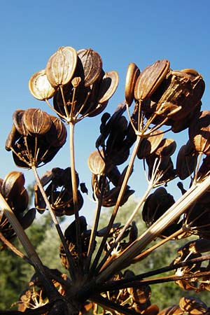 Ferula communis \ Riesen-Fenchel, Gemeines Rutenkraut / Giant Fennel, GR Hymettos 26.8.2014